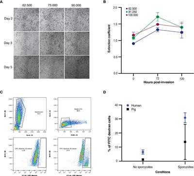 Mid-Liver Stage Arrest of Plasmodium falciparum Schizonts in Primary Porcine Hepatocytes